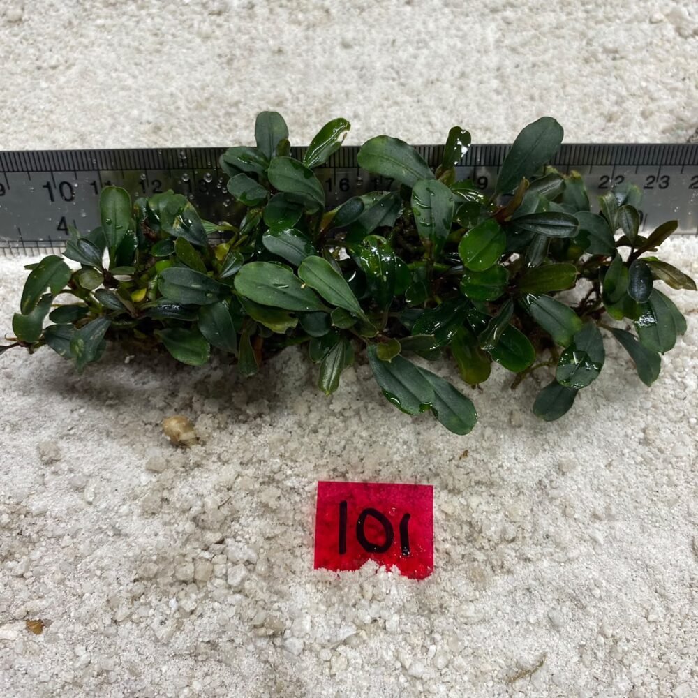 Bucephalandra Brownie Blue 101