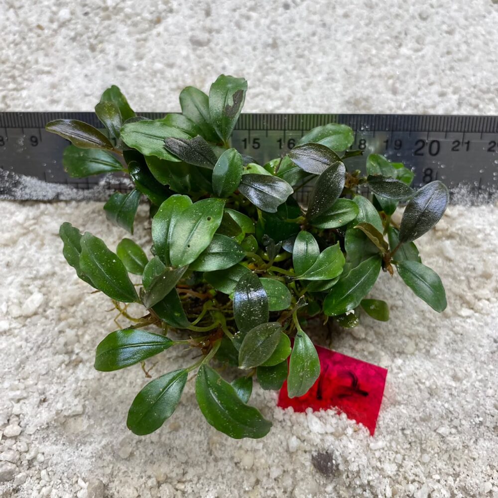 Bucephalandra Brownie Blue 12
