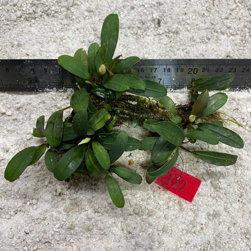 Bucephalandra Brownie Blue 121