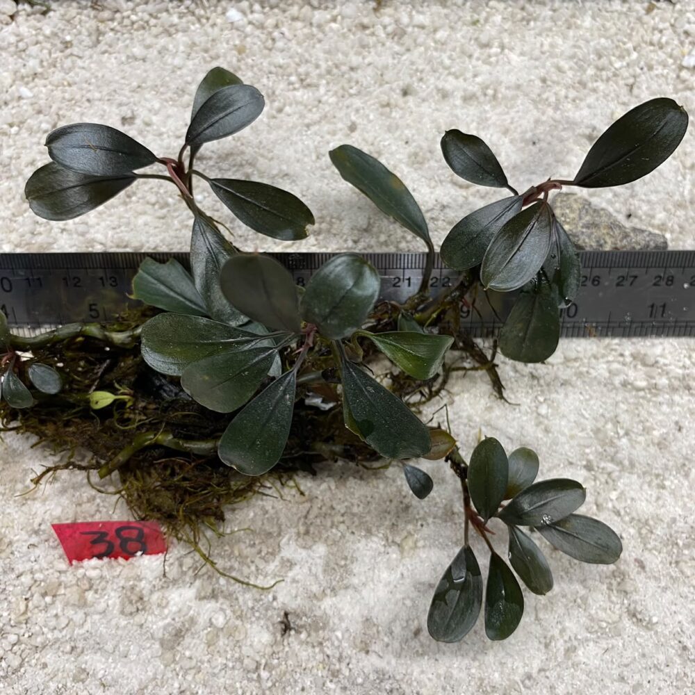 Bucephalandra Brownie Blue 38