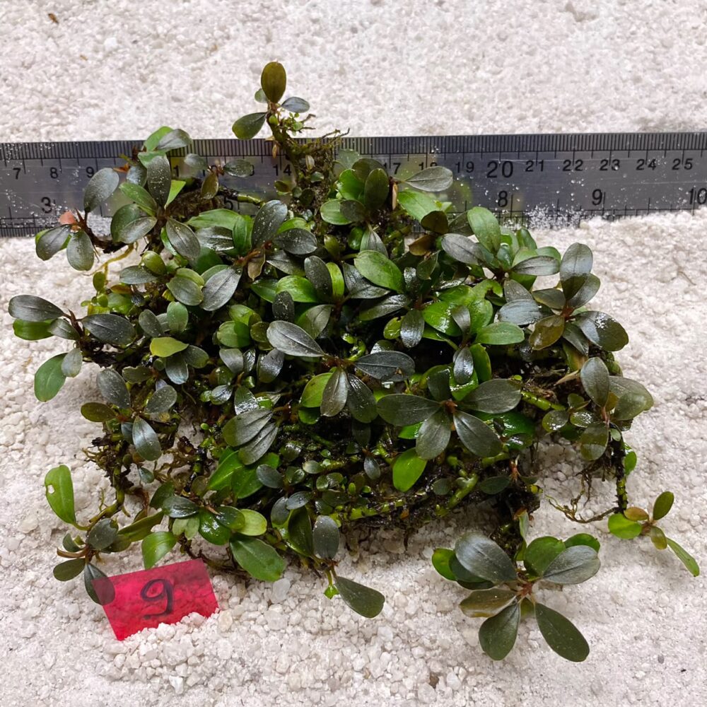Bucephalandra Brownie Jade 9