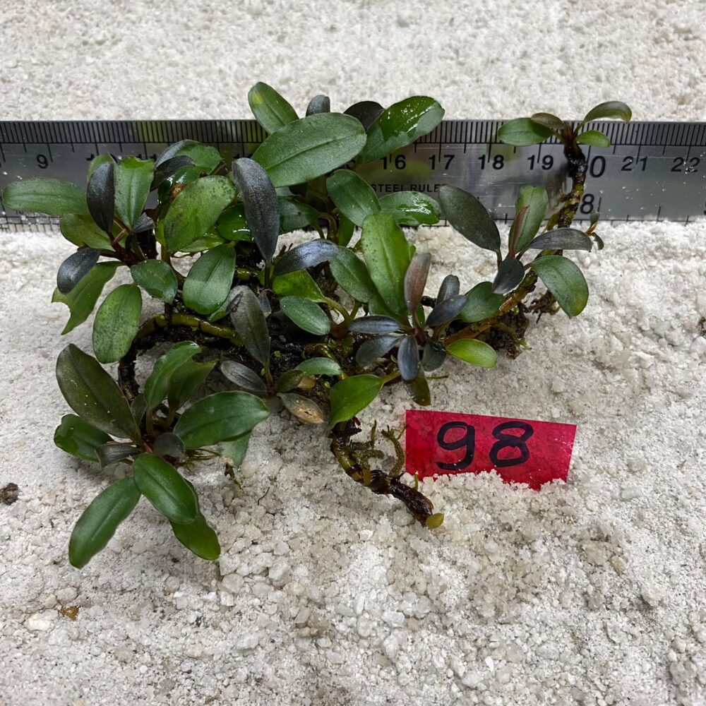 Bucephalandra Brownie Blue 98