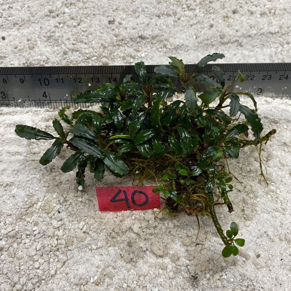 Bucephalandra Brownie Ghost 40