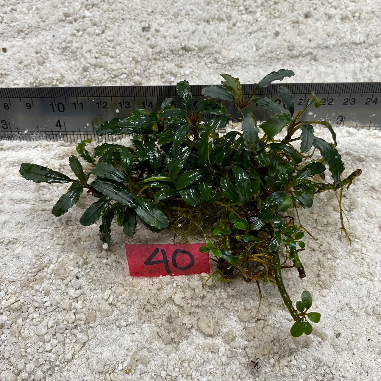 Bucephalandra Brownie Ghost 40