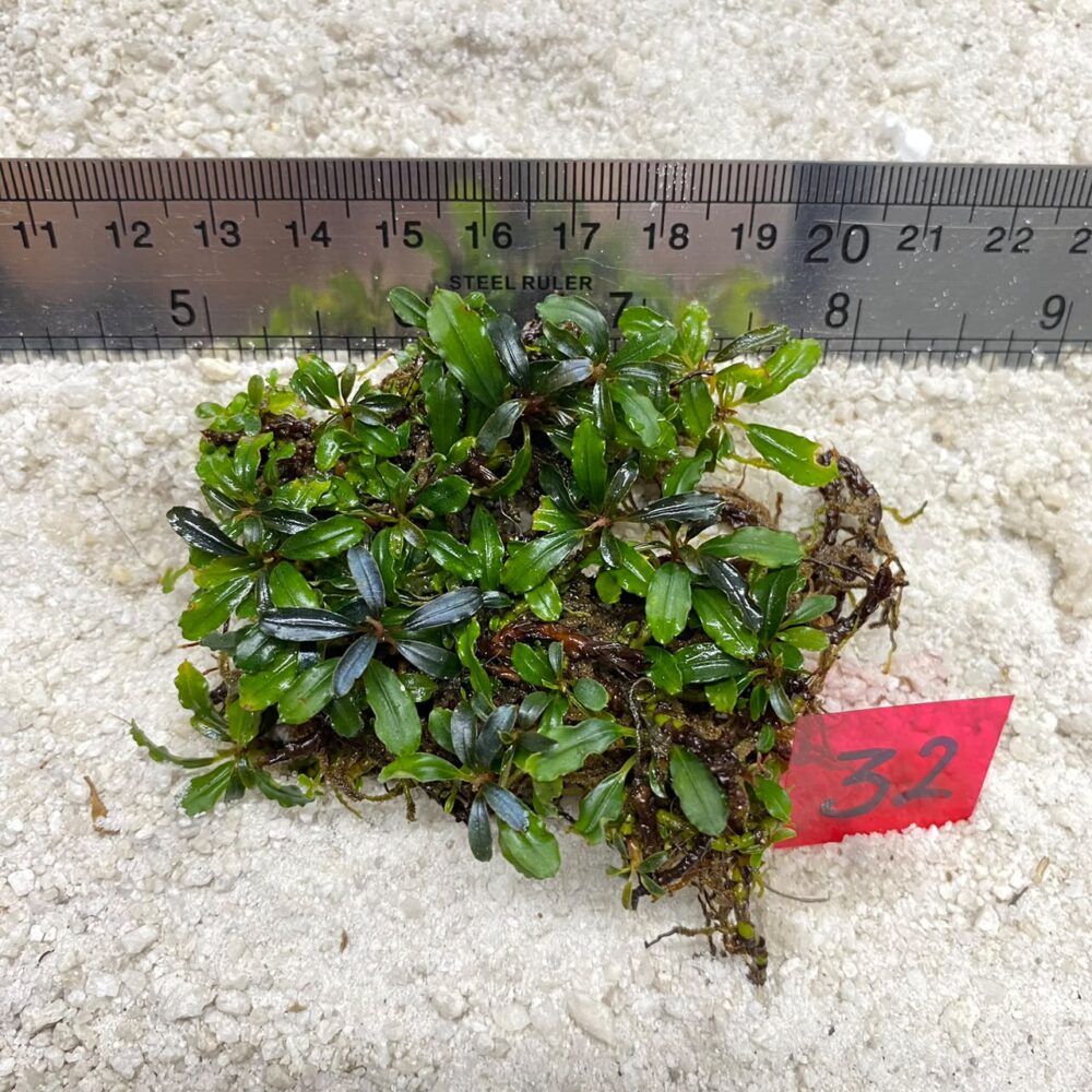 Bucephalandra Brownie Jade 32