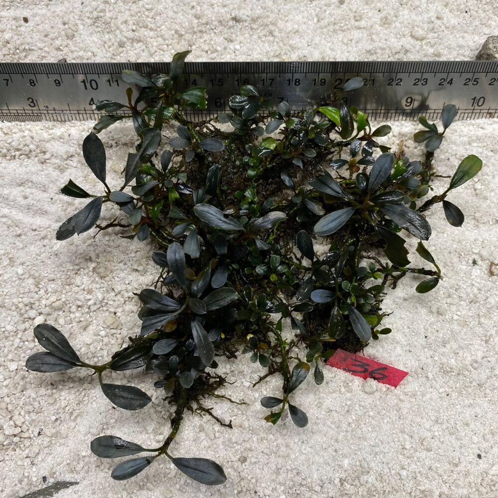 Bucephalandra Brownie Jade 36