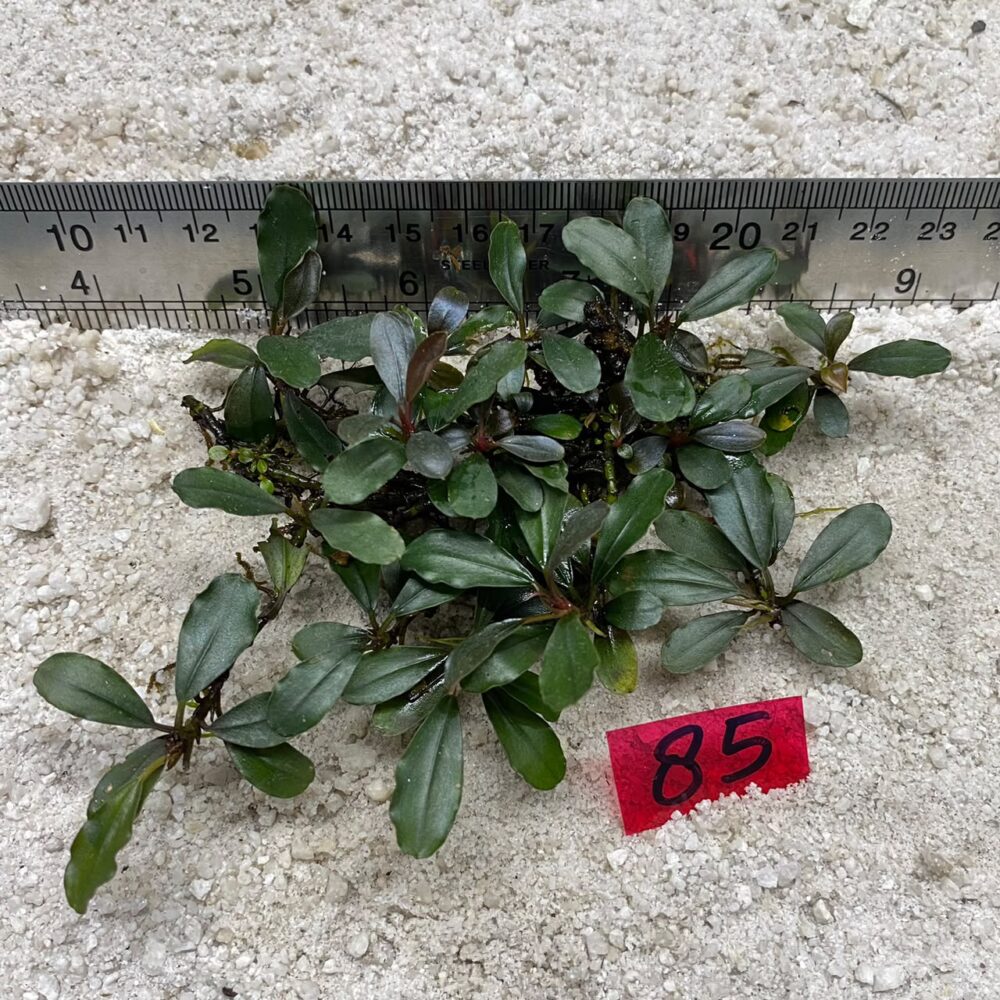 Bucephalandra Brownie Jade 85