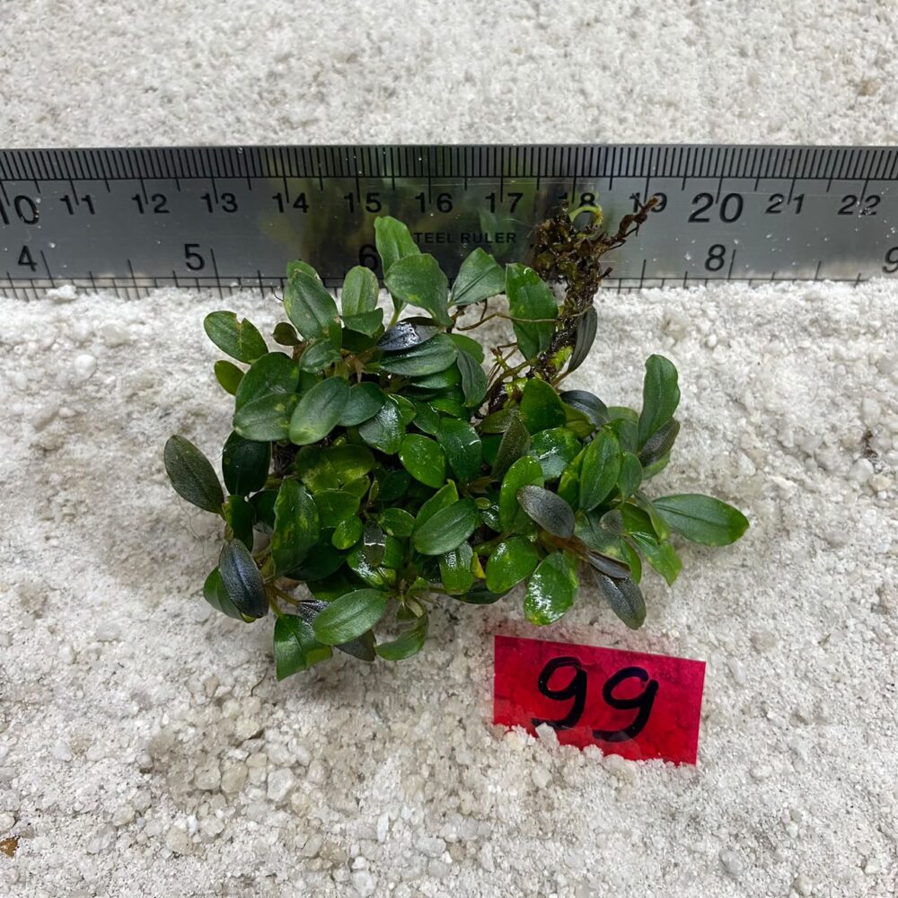 Bucephalandra Brownie Jade 99
