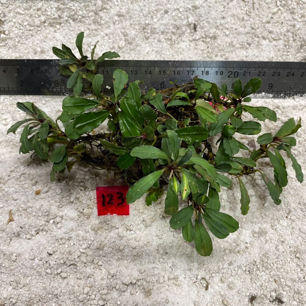 Bucephalandra Brownie Paris 123