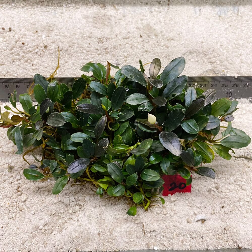 Bucephalandra Brownie Phantom 20