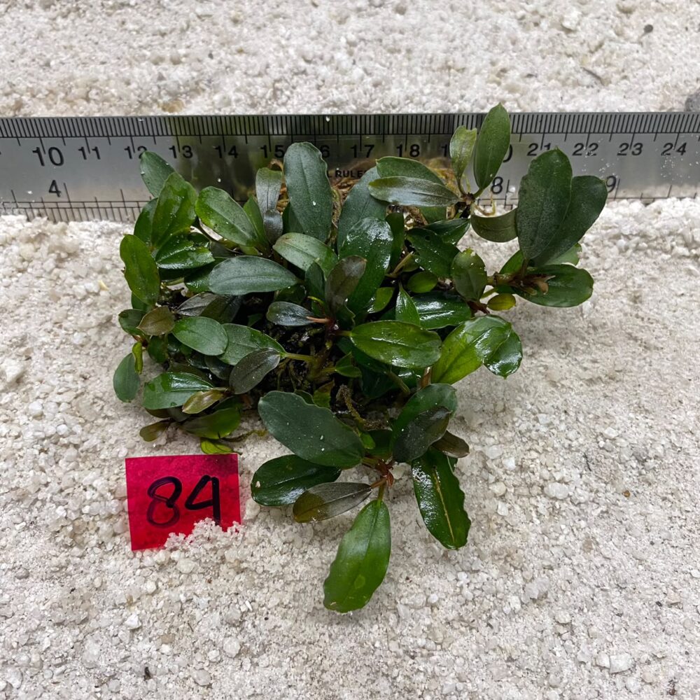 Bucephalandra Brownie Wavy 84