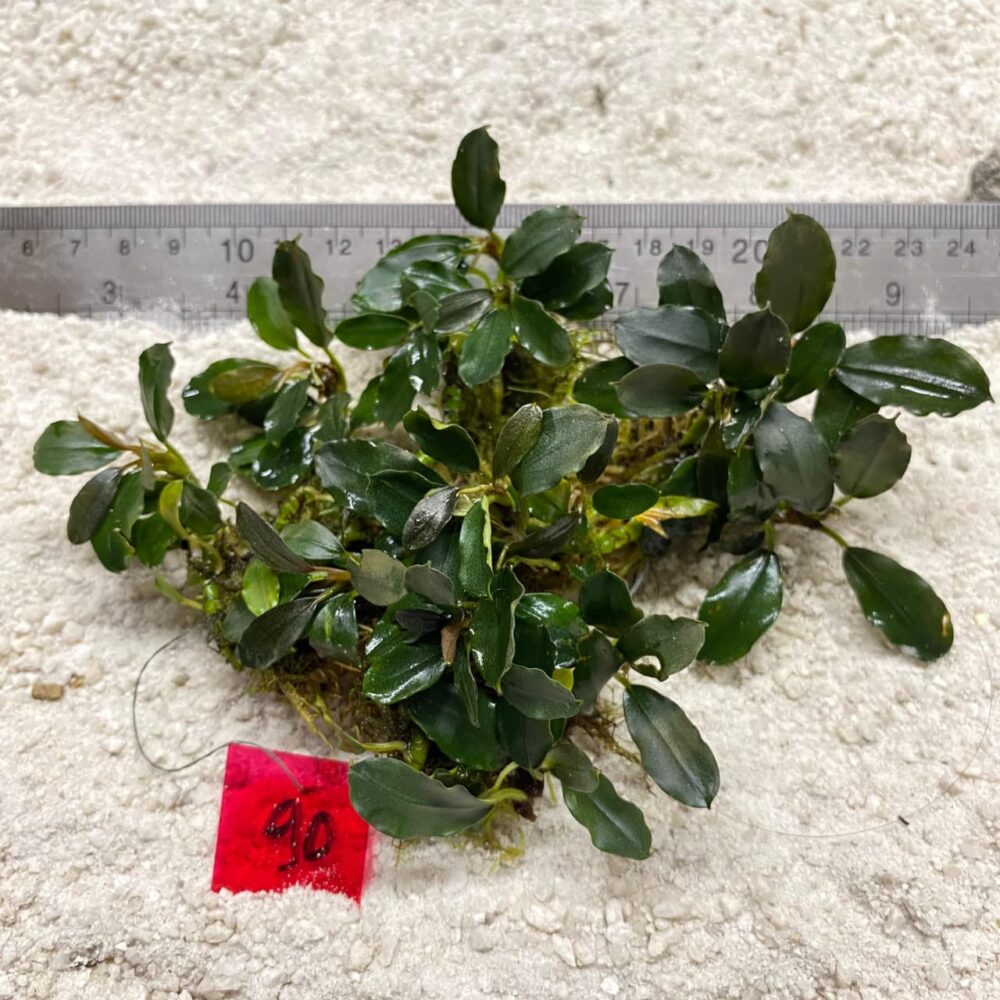 Bucephalandra Almond Teal 90