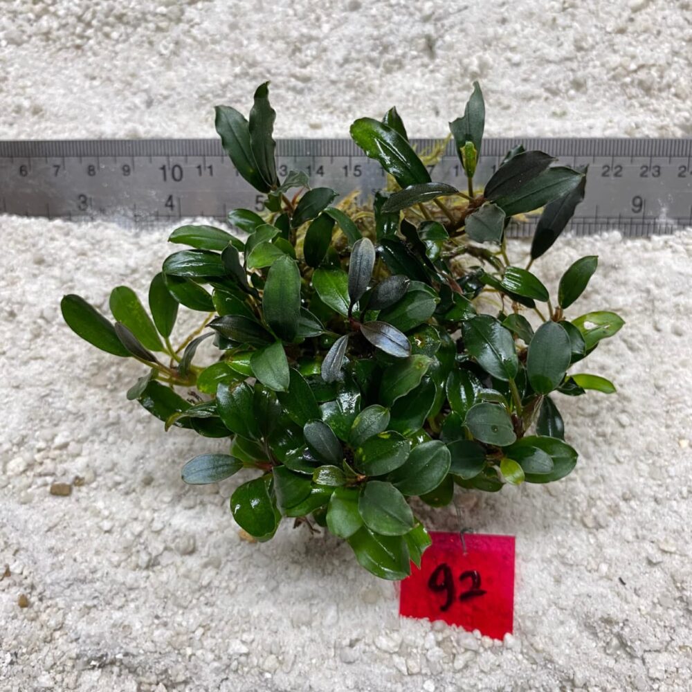 Bucephalandra Apple Leaf Jade 92
