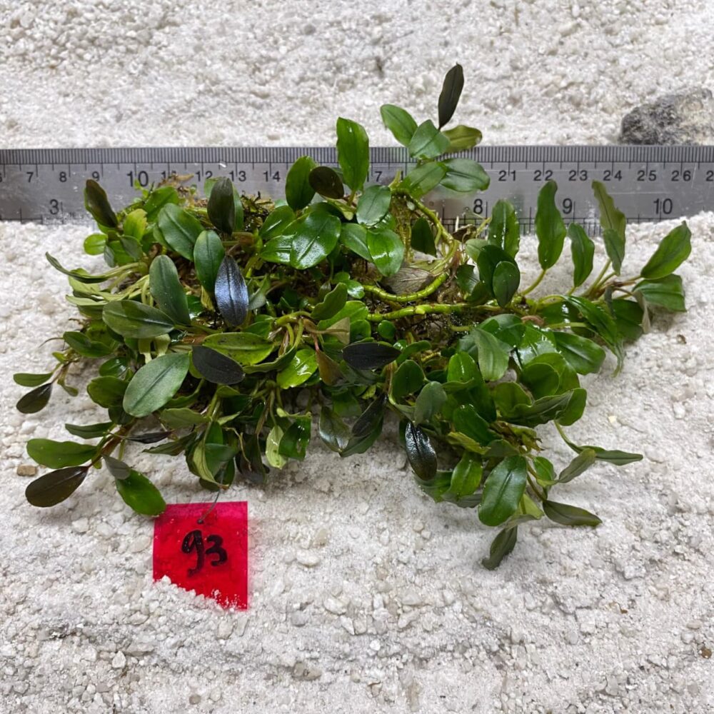 Bucephalandra Brownie  Blue  93