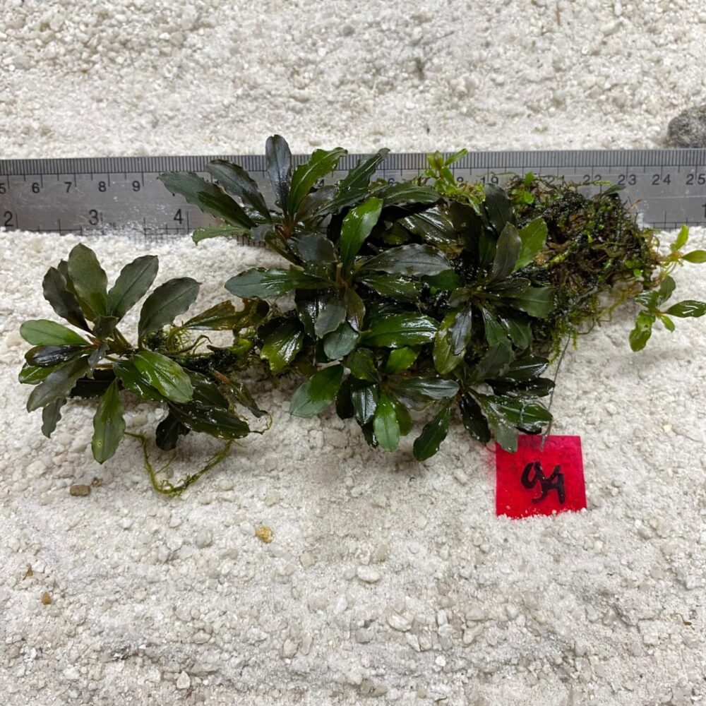 Bucephalandra Broad Wavy 94