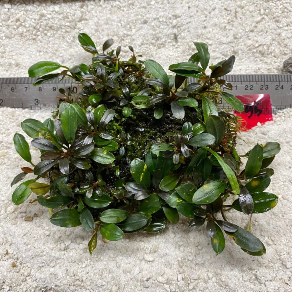 Bucephalandra Brownie  Blue 95