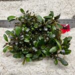 Bucephalandra Brownie  Blue 95