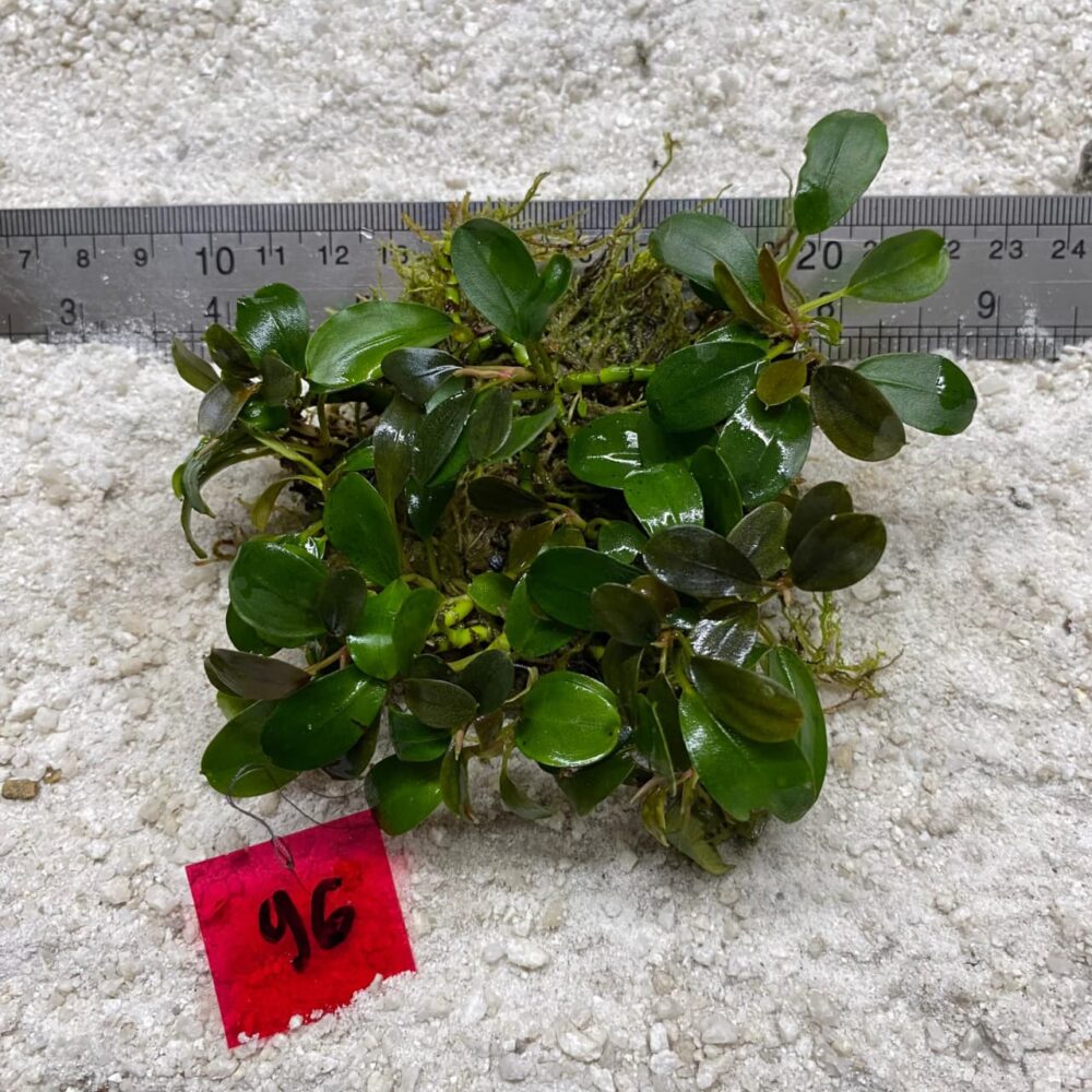 Bucephalandra Azzura Teal 96