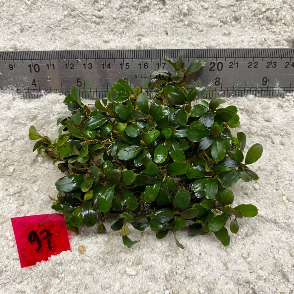 Bucephalandra Apple Leaf Jade 97