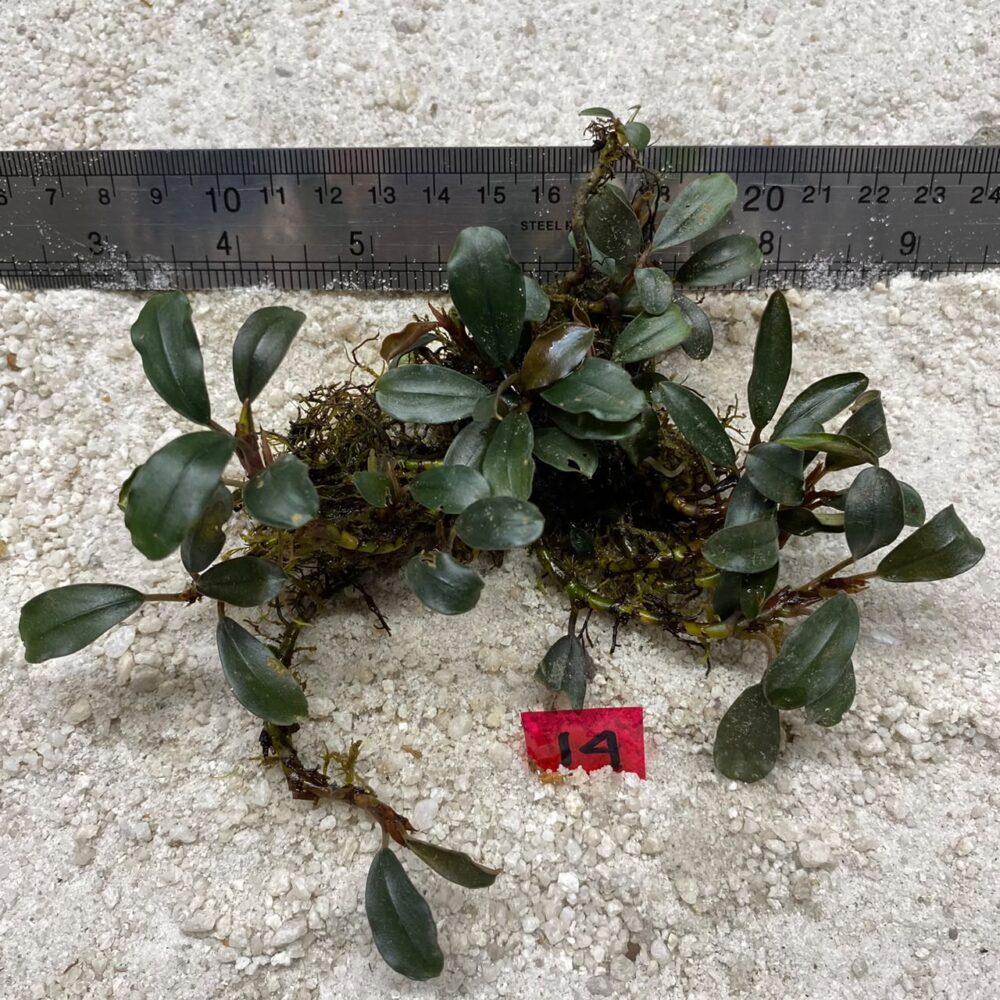 Bucephalandra Dark Aries 14