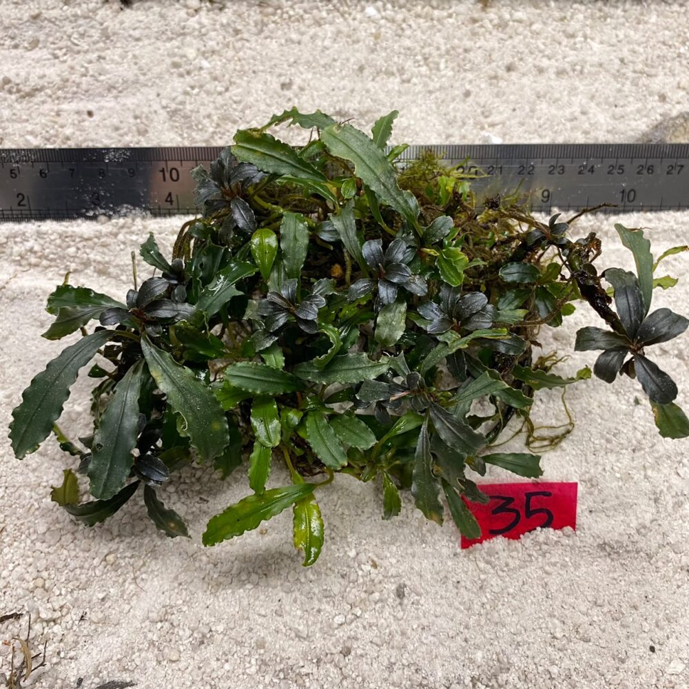 Bucephalandra Dark Aries 35