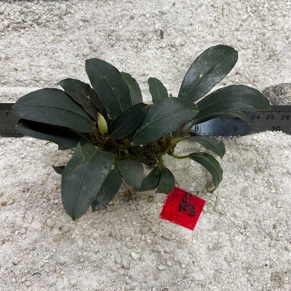 Bucephalandra Dark Emerald 113