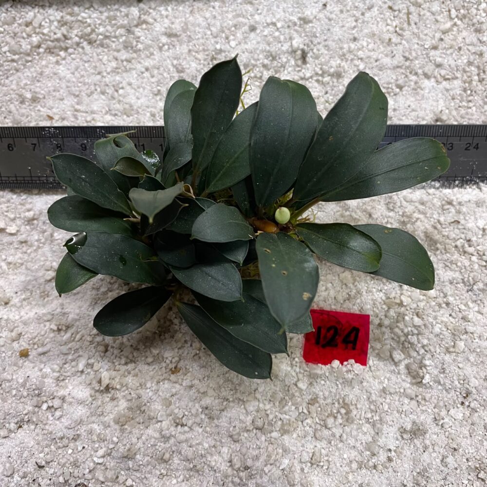 Bucephalandra Emerland 124