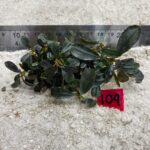 Bucephalandra Dark Green 104