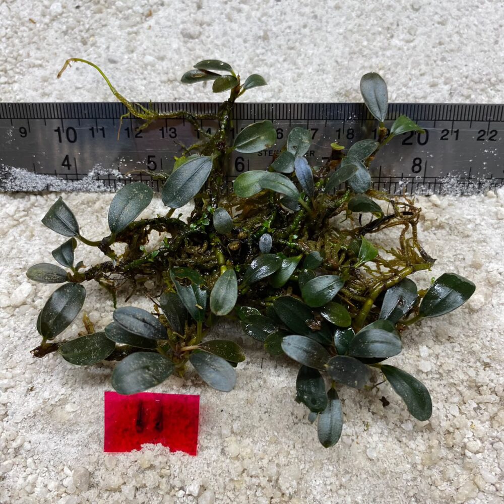 Bucephalandra Dark Green 11