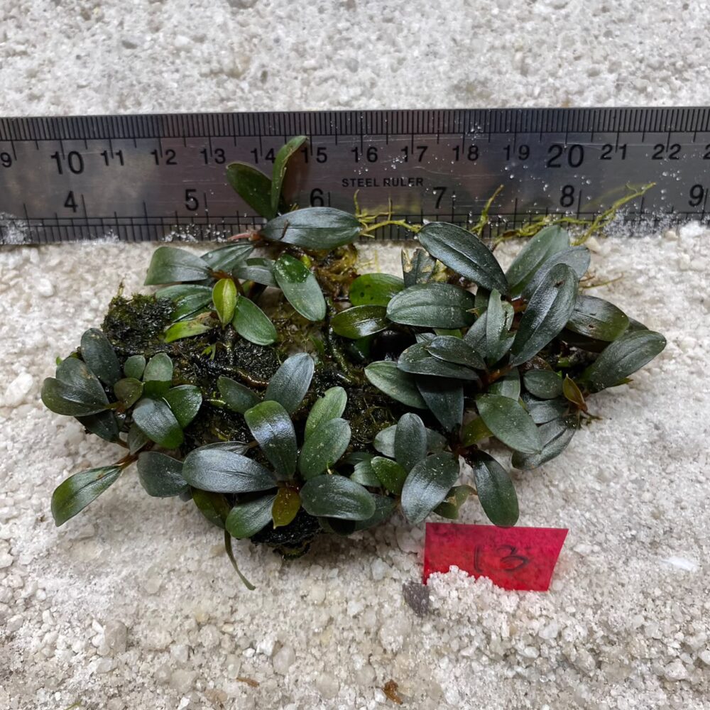 Bucephalandra Dark Green 13