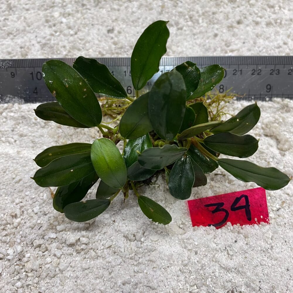 Bucephalandra Dark Green 34