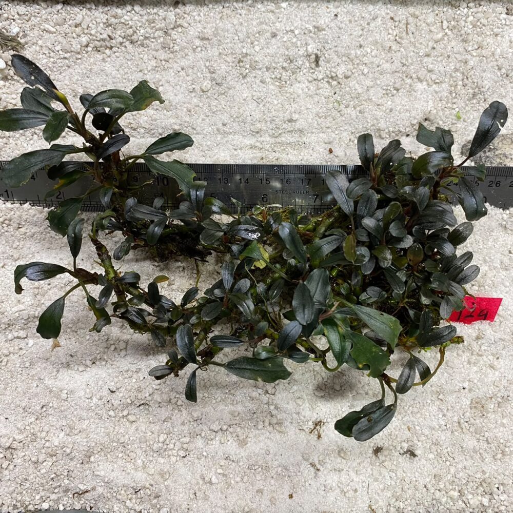 Bucephalandra Dark Venus 129