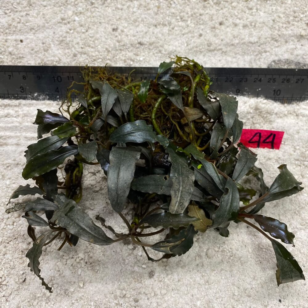 Bucephalandra Dark Wavy 44