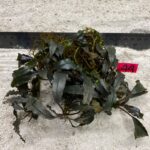 Bucephalandra Dark Wavy 44