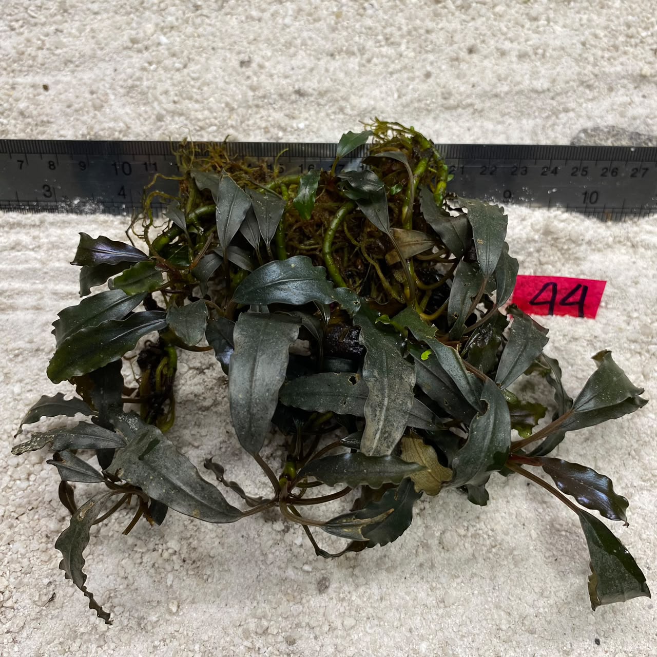 Bucephalandra Dark Wavy 44