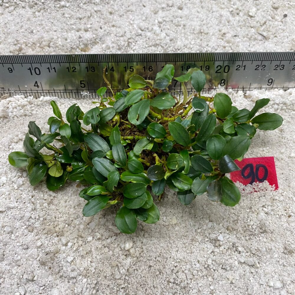 Bucephalandra Green Jade 90