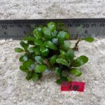 Bucephalandra Green Velvet 18