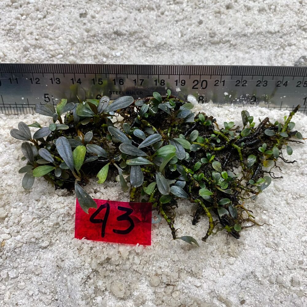 Bucephalandra Green Velvet 43