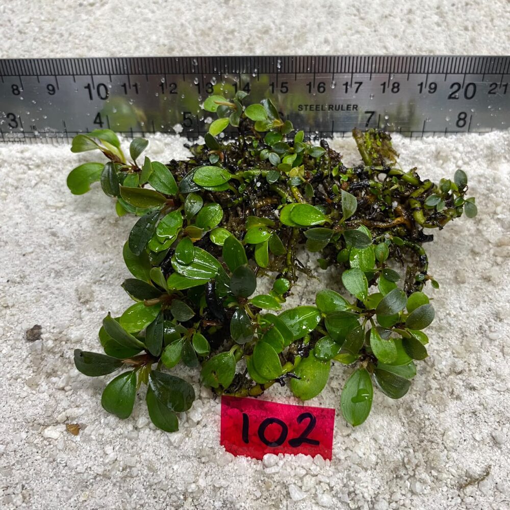 Bucephalandra Green Wavy 102
