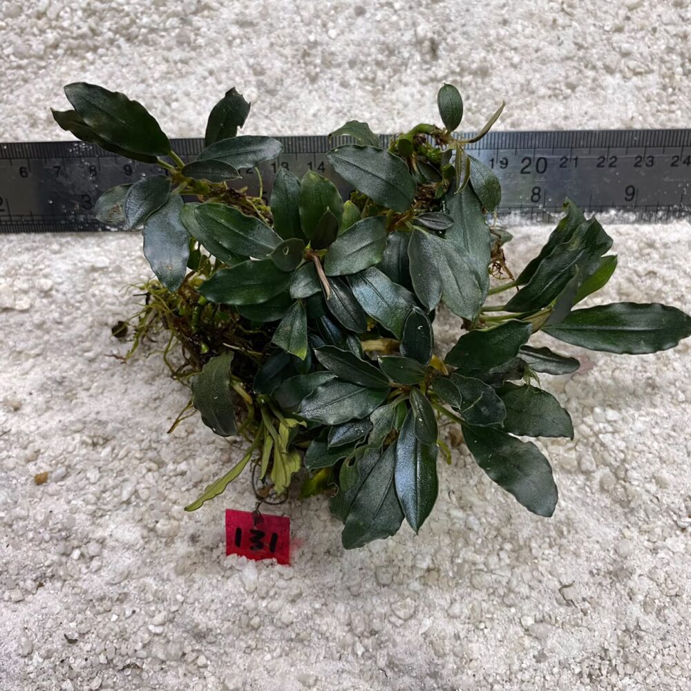 Bucephalandra Green Wavy 131