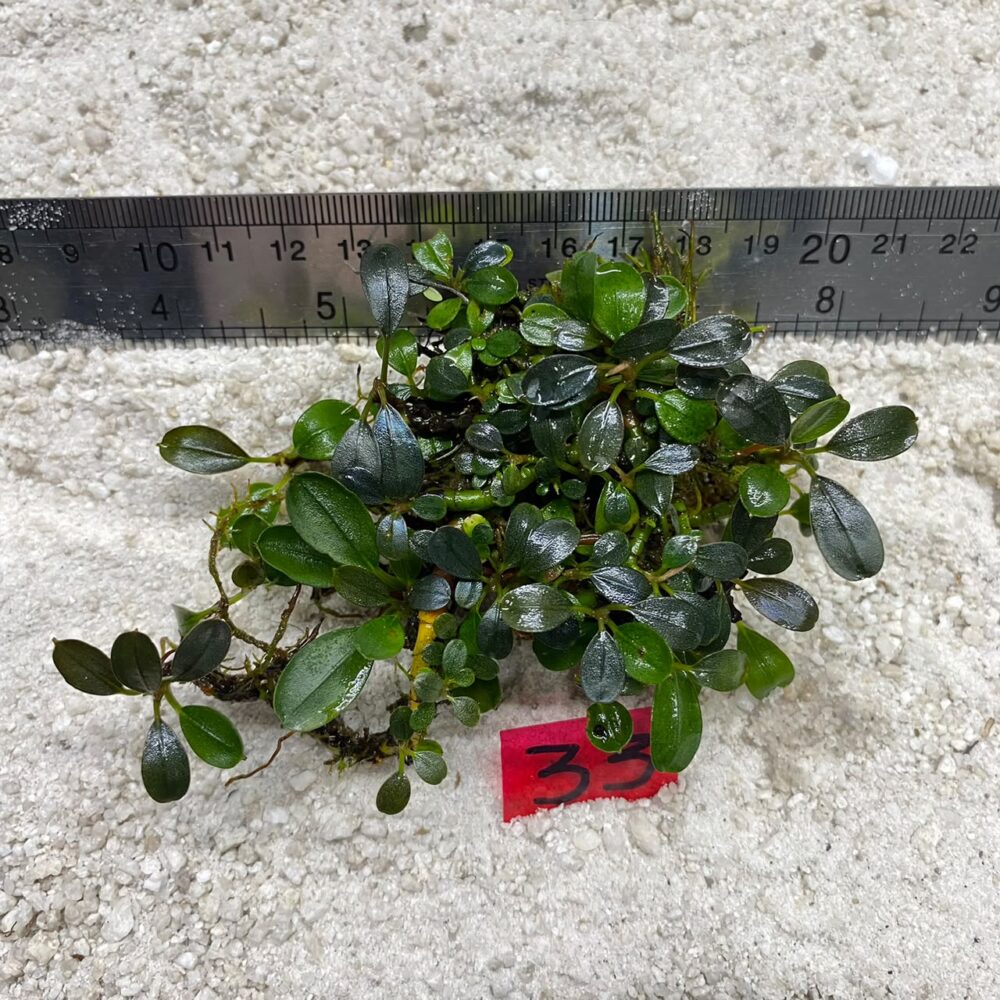 Bucephalandra Midnight Green 33