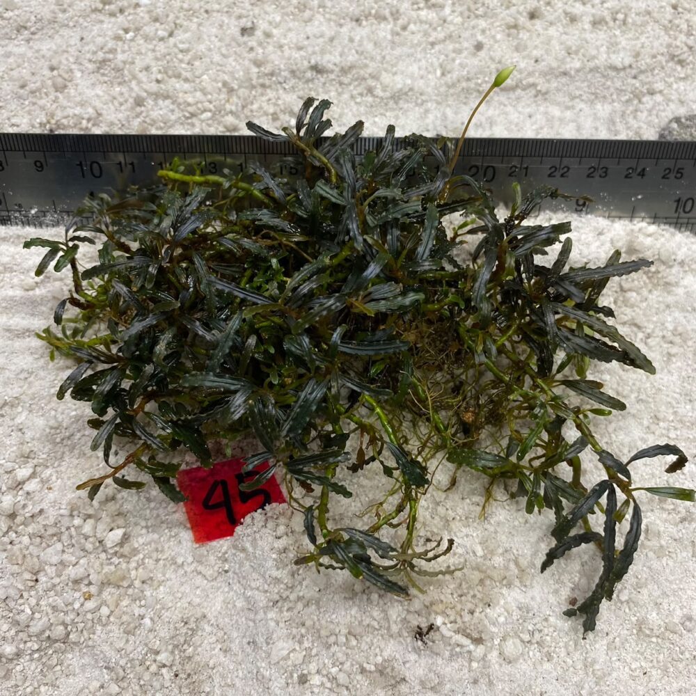 Bucephalandra Midnight Jade 45