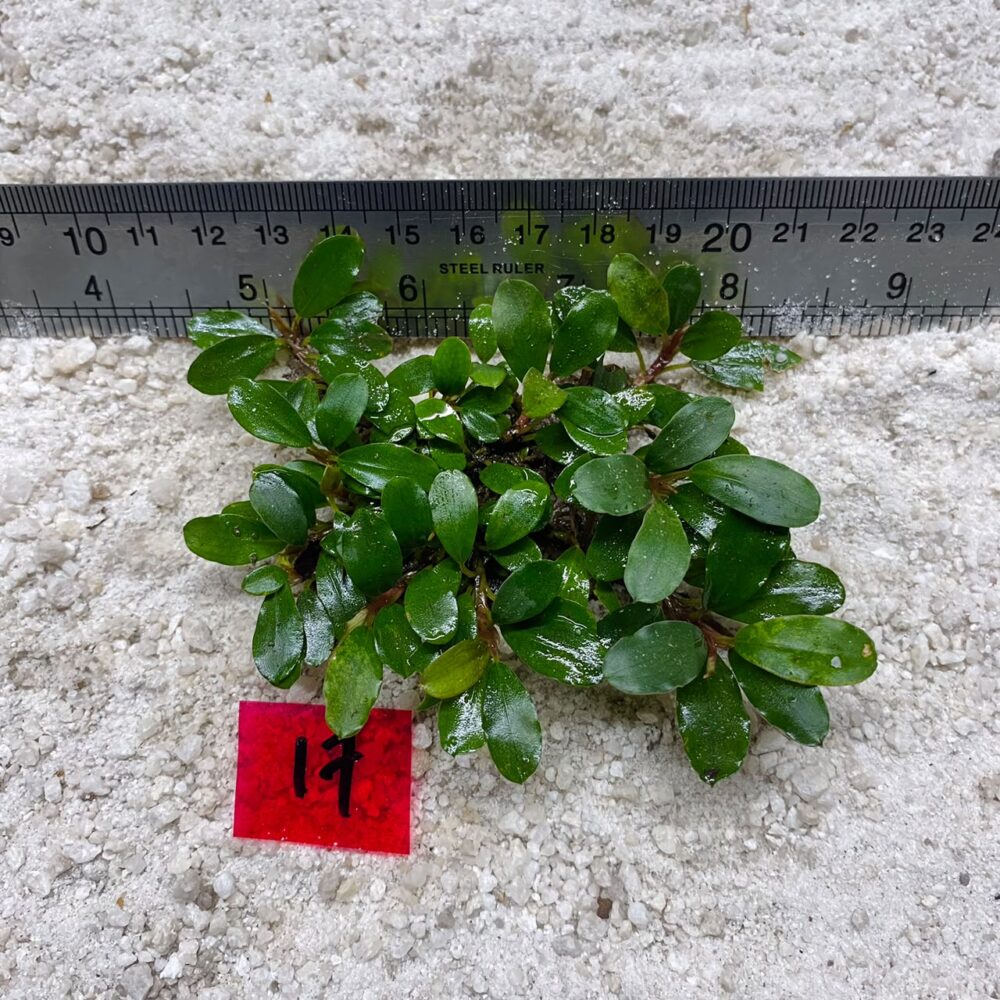 Bucephalandra Mini Catherine 17