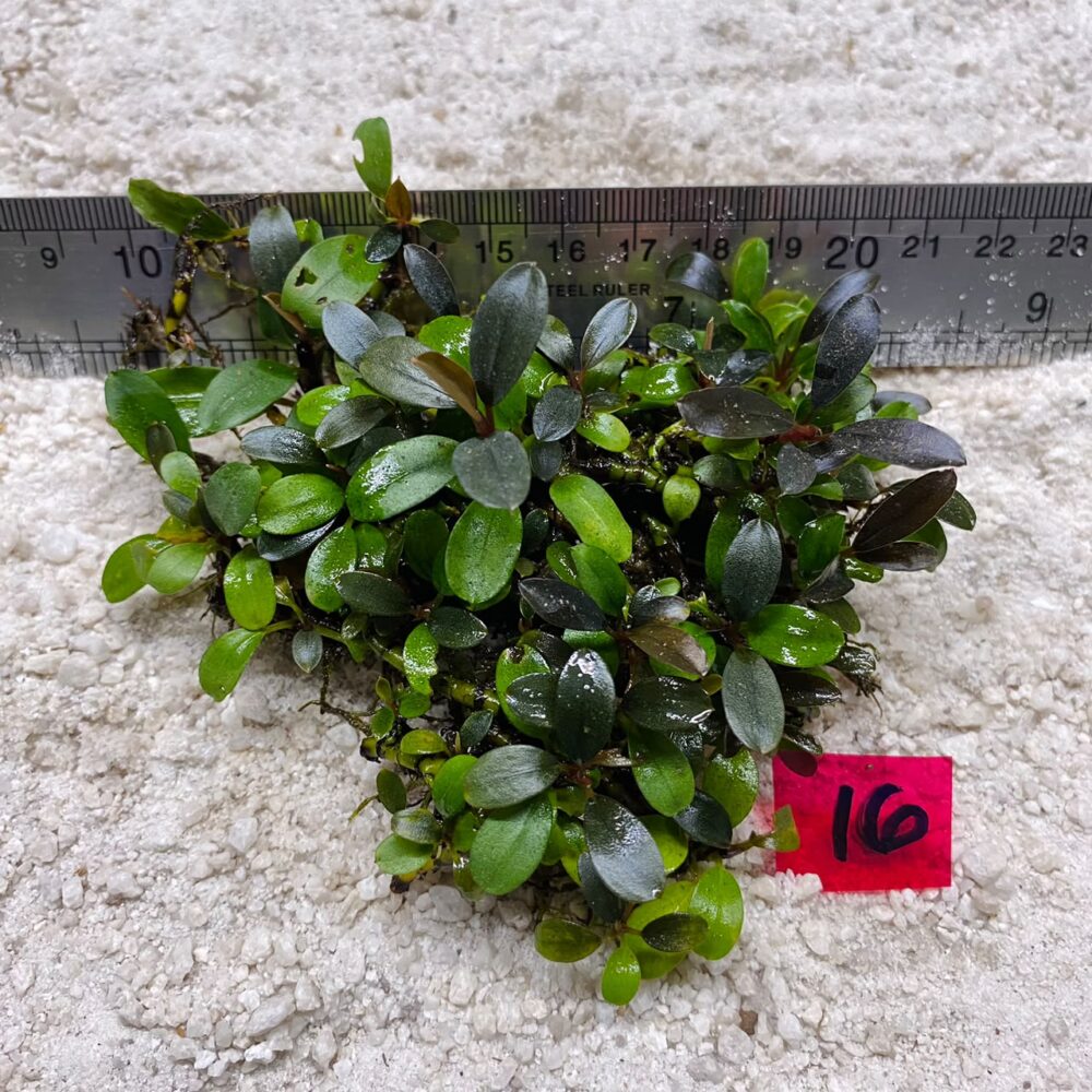 Bucephalandra Mini Coin 16