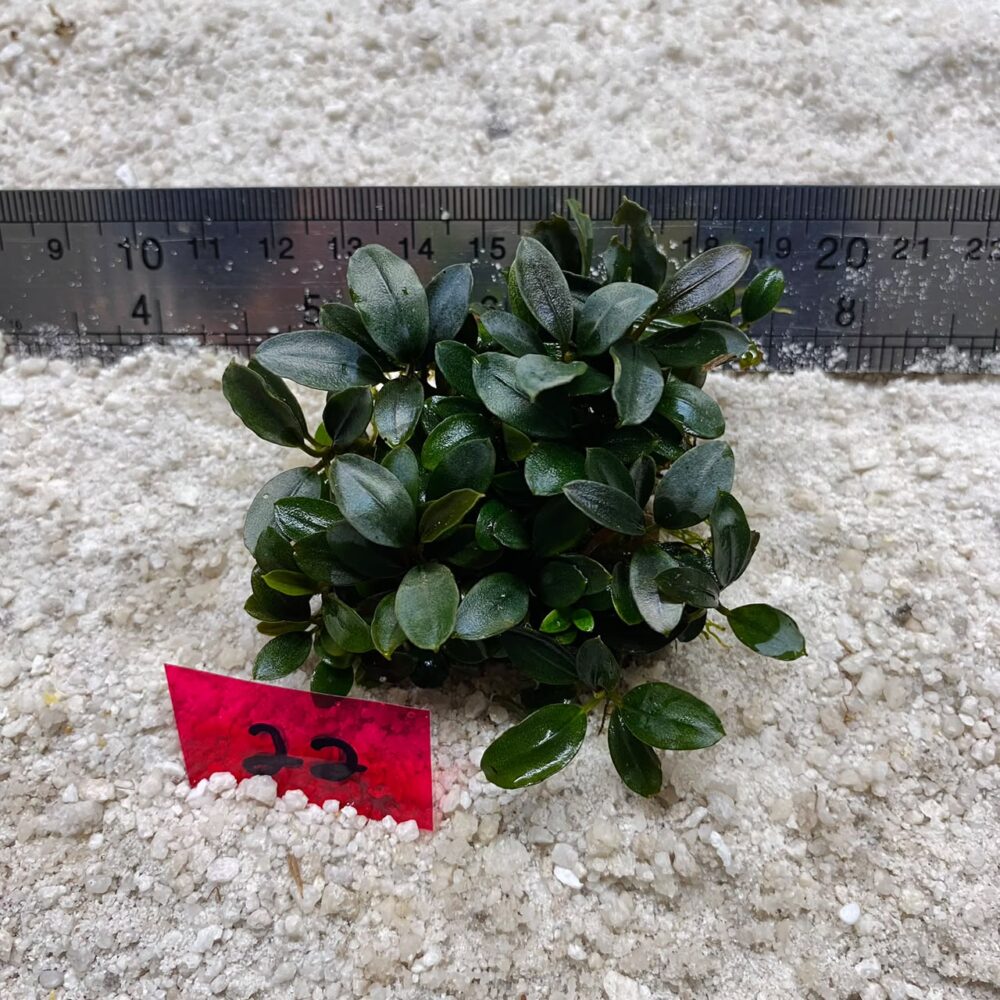 Bucephalandra Mini Coin 22