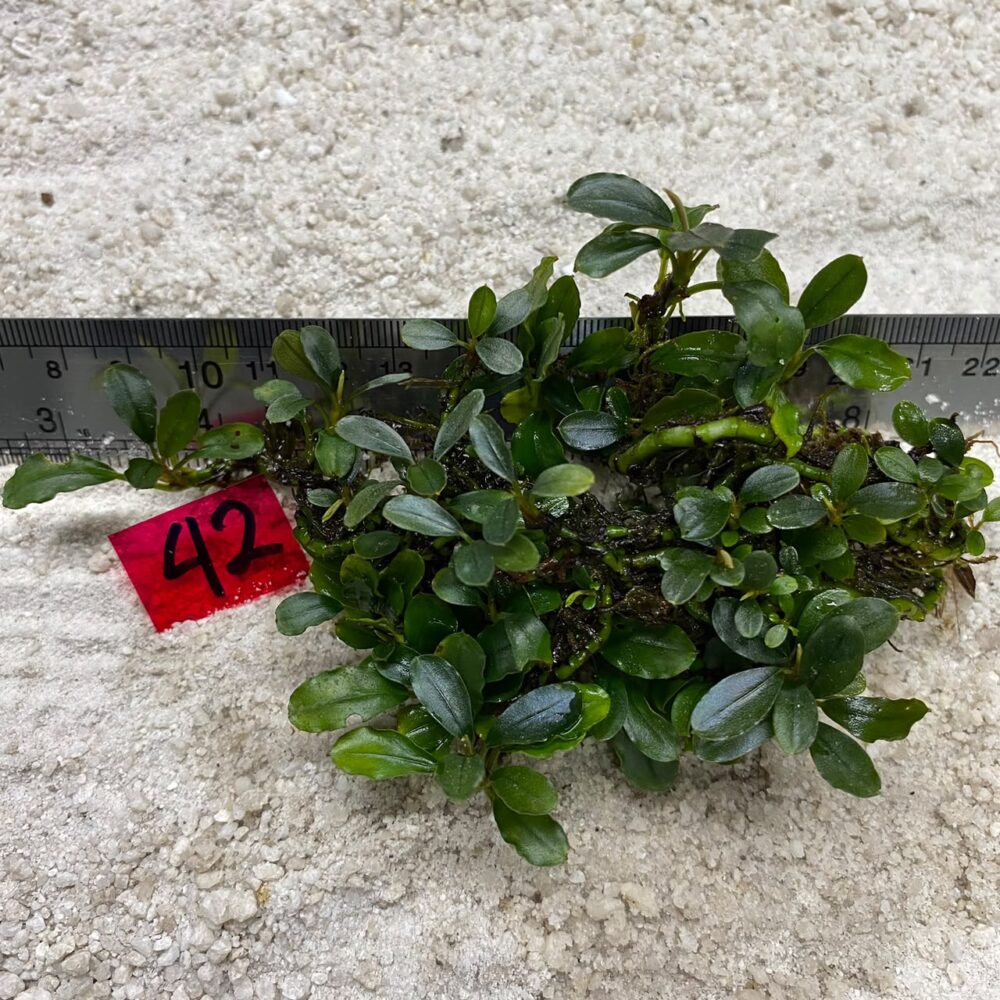 Bucephalandra Mini Coin 42