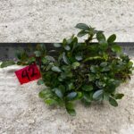Bucephalandra Mini Coin 42