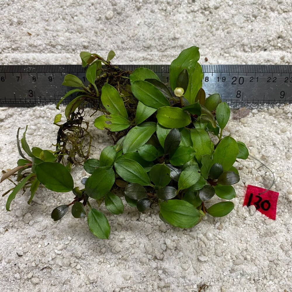 Bucephalandra Midnight Green 130