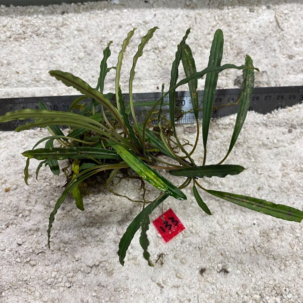 Bucephalandra Velvet 133