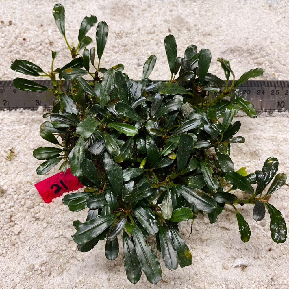 Bucephalandra Wavy Green 21